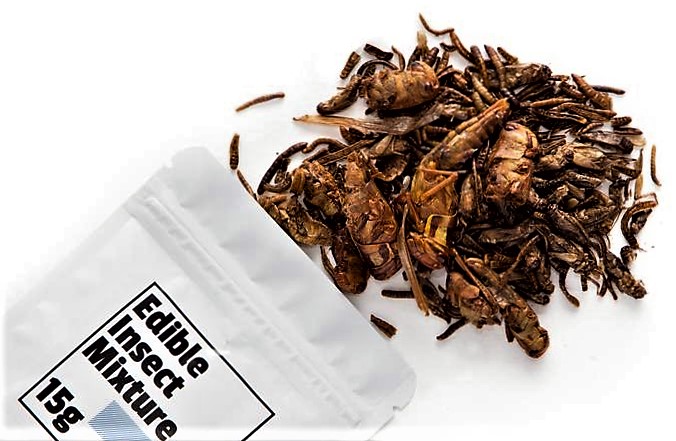 Insecten: Waarom eten we ze niet gewoon?